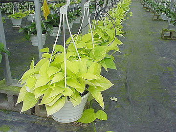 8" Neon Pothos